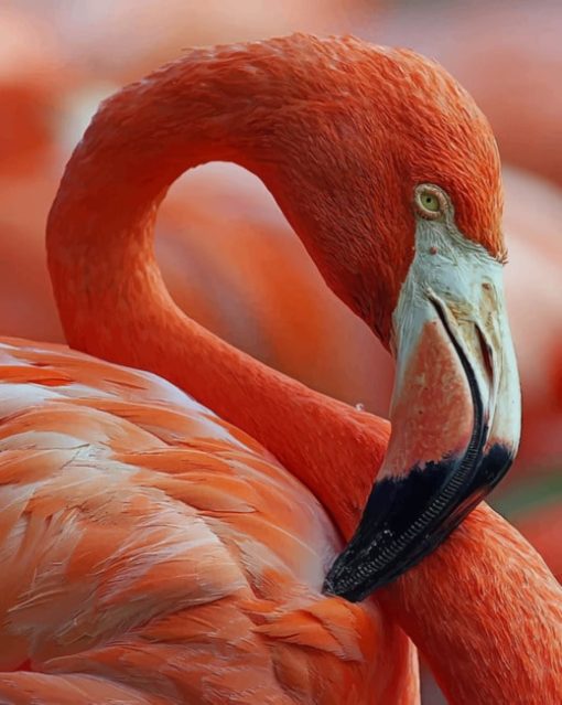 Red And White Swan Flamingo paint by numbers