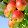 Red Apple Fruits On The Branch paint by numbers