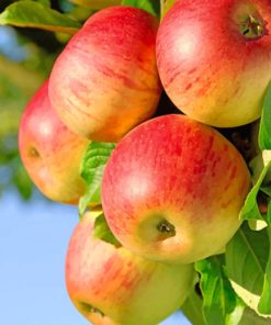 Red Apple Fruits On The Branch paint by numbers