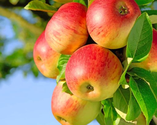 Red Apple Fruits On The Branch paint by numbers