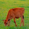 Red Calf Grazes paint by numbers