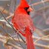 Red Cardinal Bird paint by numbers