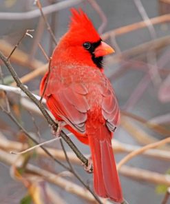 Red Cardinal Bird paint by numbers