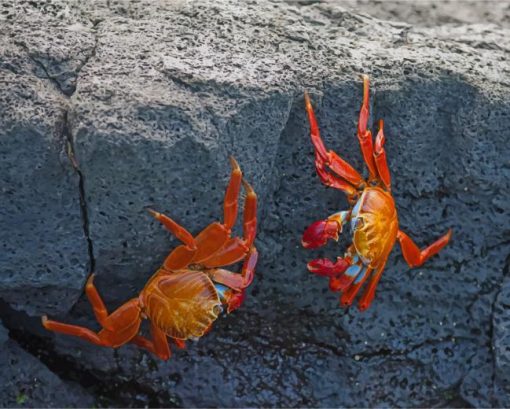 Red Crabs On Rocks paint by numbers