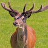 Red Deer Stag During Daytime paint by numbers