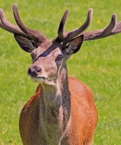 Red Deer Stag During Daytime paint by numbers