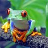 Red Eyed Tree Frog paint by numbers