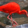 Red Flamingo Bird In Zoo paint by numbers