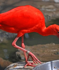 Red Flamingo Bird In Zoo paint by numbers