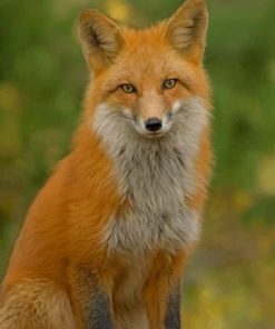 Red Fox In The Snow paint by numbers paint by numbers