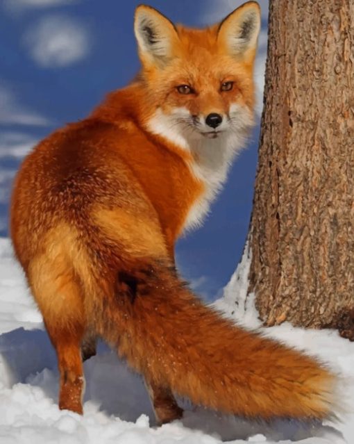 Red Fox In The Snow paint by numbers