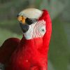 Red Macaw Parrot Bird paint by numbers