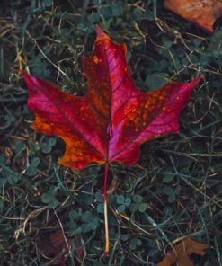 Red Maple Leaf In Fall paint by numbers