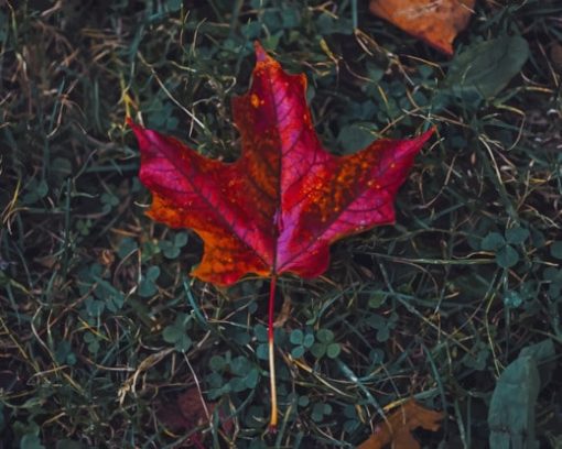 Red Maple Leaf In Fall paint by numbers