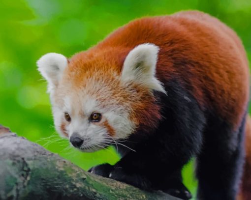 Red Panda In Tree paint by numbers