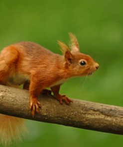 Red Squirrel On Branch paint by numbers