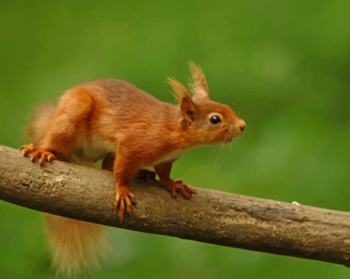 Red Squirrel On Branch paint by numbers