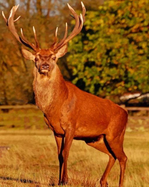 Red Stag Deer paint by numbers