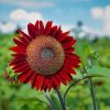 Red Sunflower Bloom paint by numbers