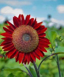 Red Sunflower Bloom paint by numbers