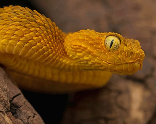 Reptile Atheris Squamigera Bush Viper paint by numbers