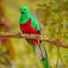 Resplendent Quetzal Bird paint by numbers