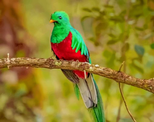 Resplendent Quetzal Bird paint by numbers