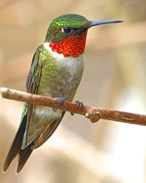 Ruby Throated Hummingbird paint by numbers