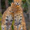 Savannah Cats paint by numbers