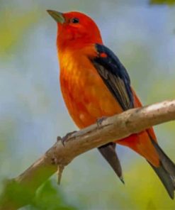 Scarlet Tanager Branch paint by numbers