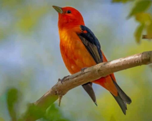 Scarlet Tanager Branch paint by numbers