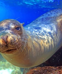 Sea Lion Galapagos Island paint by numbers