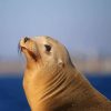 Sea Lion paint by numbers