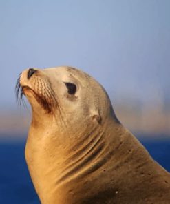 Sea Lion paint by numbers