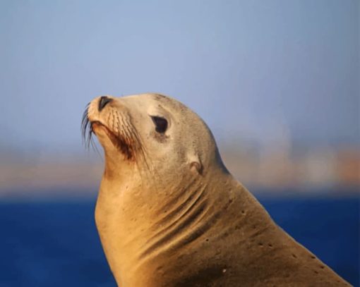 Sea Lion paint by numbers