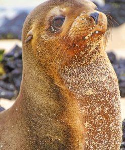 sea lion paint by numbers