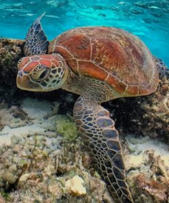 Sea Turtle In The Water paint by numbers