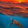 Sea Turtle And Sunset paint by numbers