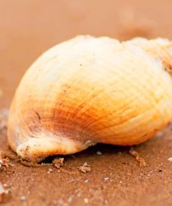 Seashell On Beach Sand paint by numbers