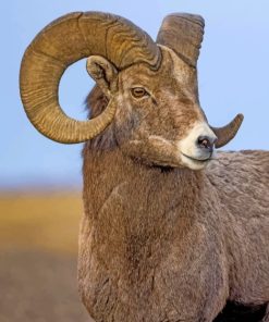 Brown Sheep Closeup paint by numbers