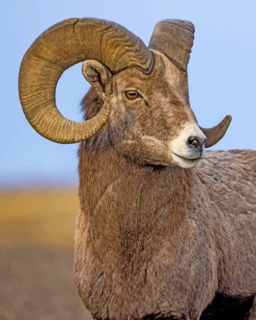 Brown Sheep Closeup paint by numbers