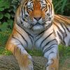 Siberian Tiger paint by numbers