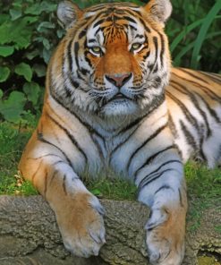 Siberian Tiger paint by numbers