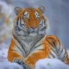 Siberian Tiger paint by numbers