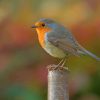 Silver And Yellow Robin Bird paint by numbers