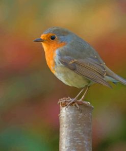 Silver And Yellow Robin Bird paint by numbers