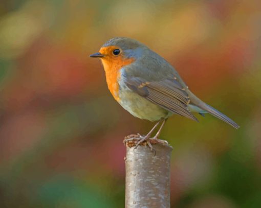 Silver And Yellow Robin Bird paint by numbers