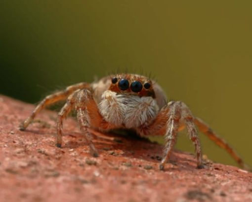 Spider With Four Black Eyes paint by numbers