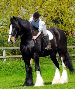 Stallion Black Horse paint by numbers