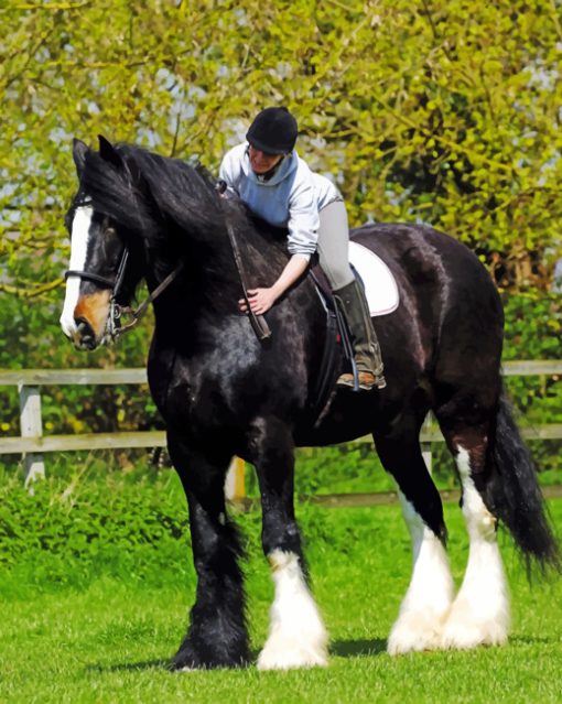 Stallion Black Horse paint by numbers